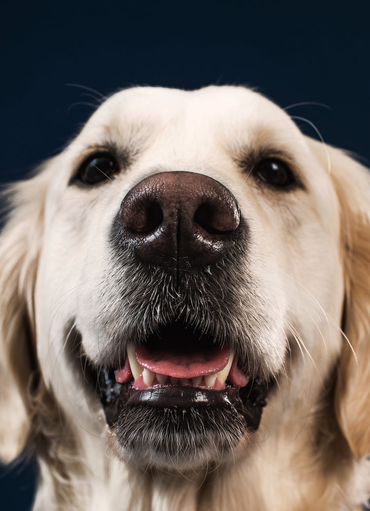 A golden retriever sits against a navy blue background, gazing warmly at the viewer with a friendly expression.