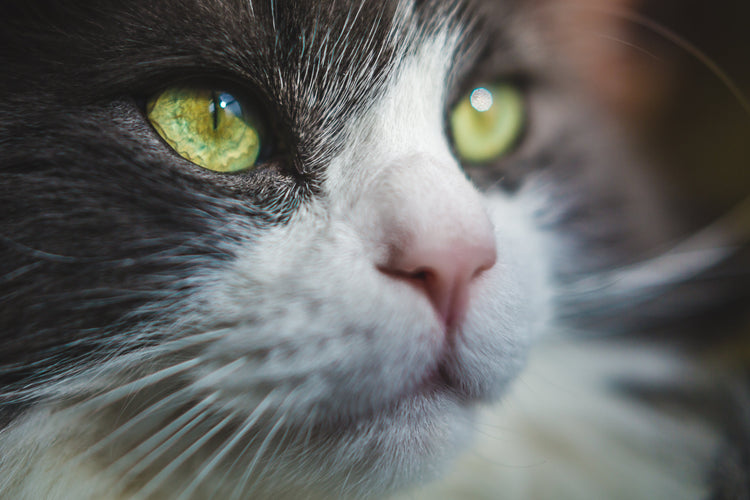 A striking green-eyed cat gazes intently to the right, its fur softly illuminated.