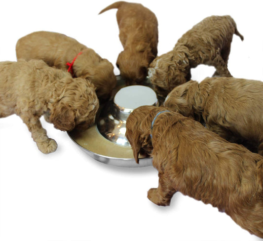 Stainless Steel Puppy Dog Bowls, Pets Puppies Feeding Food and Water Weaning Bowls Dishes Feeder