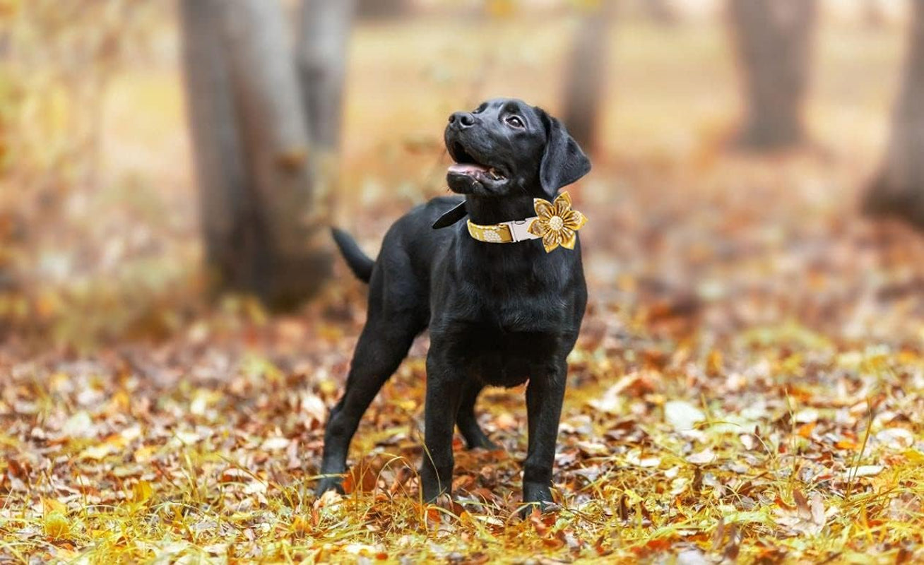 Dog Collar with Flower, Soft and Comfortable, Adjustable Collar for Medium Dogs Girl, Neck 13.5-22 Inches